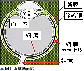 図1 眼球の断面図