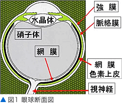 図1 眼球断面図