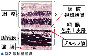 図2 眼球壁組織